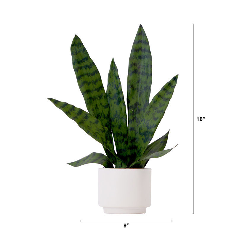 Plante de 16 po