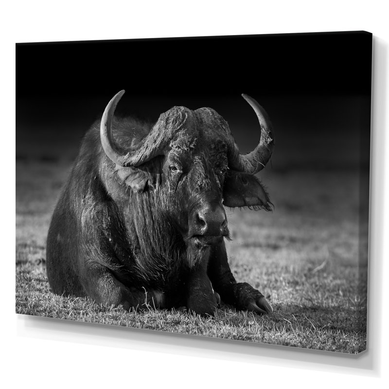 Buffle africain en noir et blanc - reproduction d'art sur toile, H 24 po x l 36 po x P 1 po, Toile tendue
