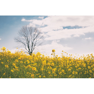 Spring Meadow by Aledanda - Photograph