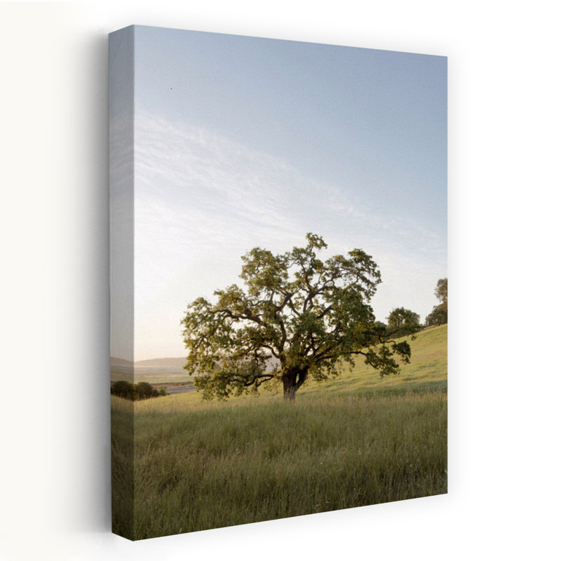 Chêne # 87 - Art photographique, H 48 po x l 32 po