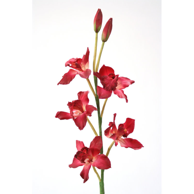 Orchidée cymbidium
