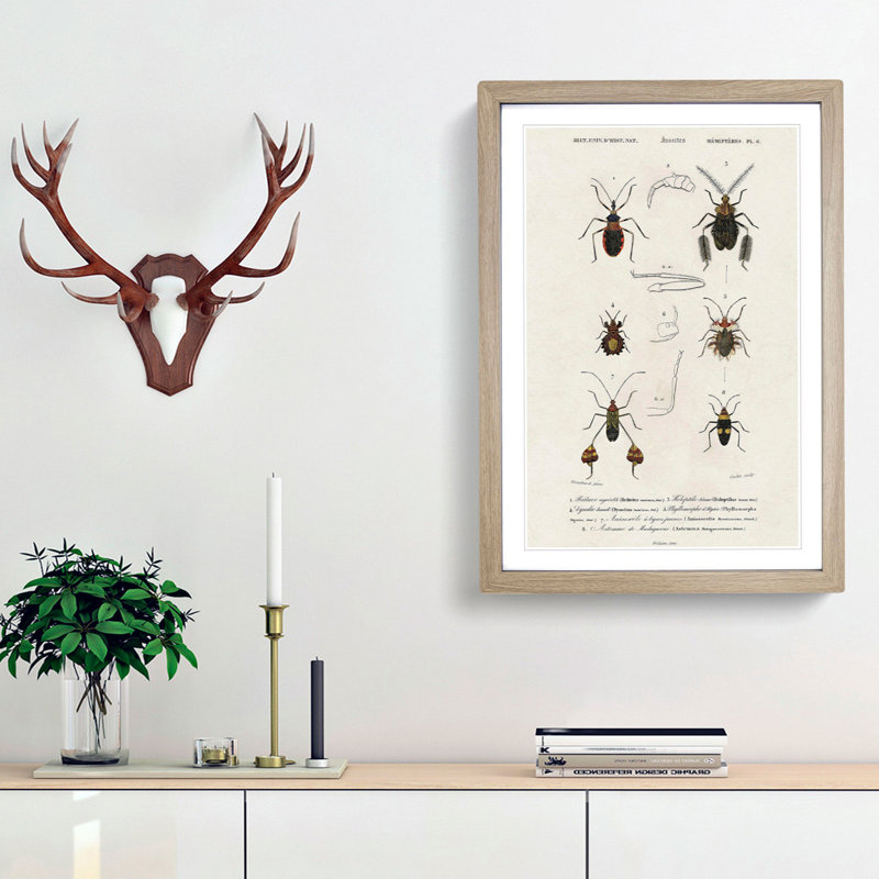 Insect Illustrations PL.6 by Charles d'Orbigny - Picture Frame Painting Print, 65cm H x 48cm W x 2cm D, Oak Framed