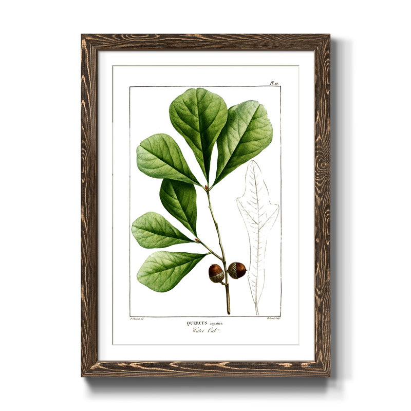Chêne blanc - Peinture encadrée sur papier, H 37,5 po x l 27,5 po x P 1,5 po, Noyer