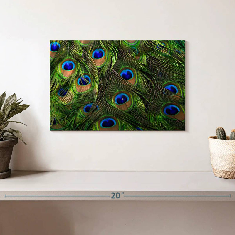 Brampt Silky Peacock Feathers