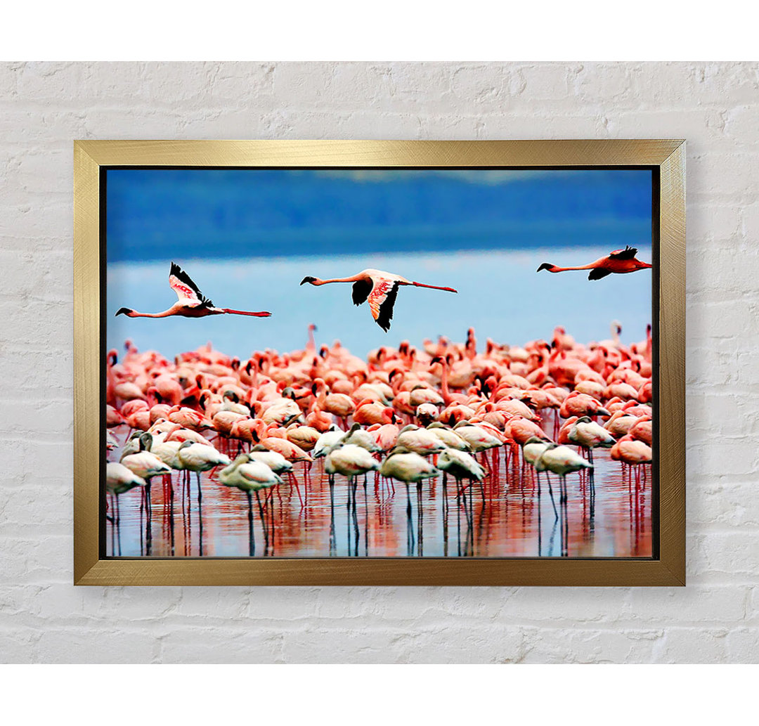 Gerahmtes Bild Pink Flamingos In Flight