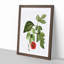 Red Mulberry Tree by Pierre-Joseph Redoute - Picture Frame Painting Print-55598069-55598072