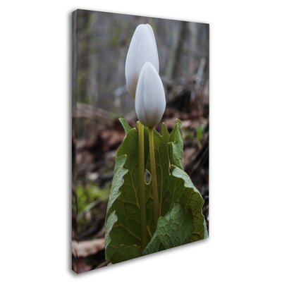 Bloodroot Wildflower Photographic Print on Wrapped Canvas -  Red Barrel Studio®, RDBS4608 30968505