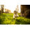 Mignon chien maltais par Miodrag Ignjatovic