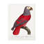 Bolognaise «Levaillant Parrot X» sur-98233025