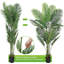 178cm Plant