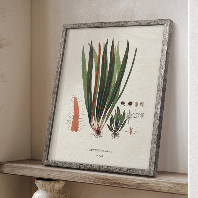 «Botanical Society Ferns V», reproduction encadrée - bois massif, H 21 po x l 17 po