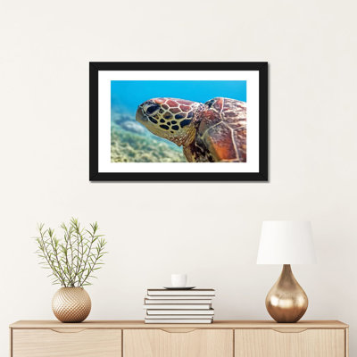 " Turtle Head Nature Underwater "