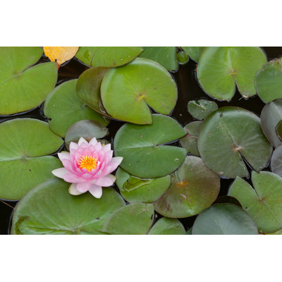 Star Lotus by Wrangel - Wrapped Canvas Print