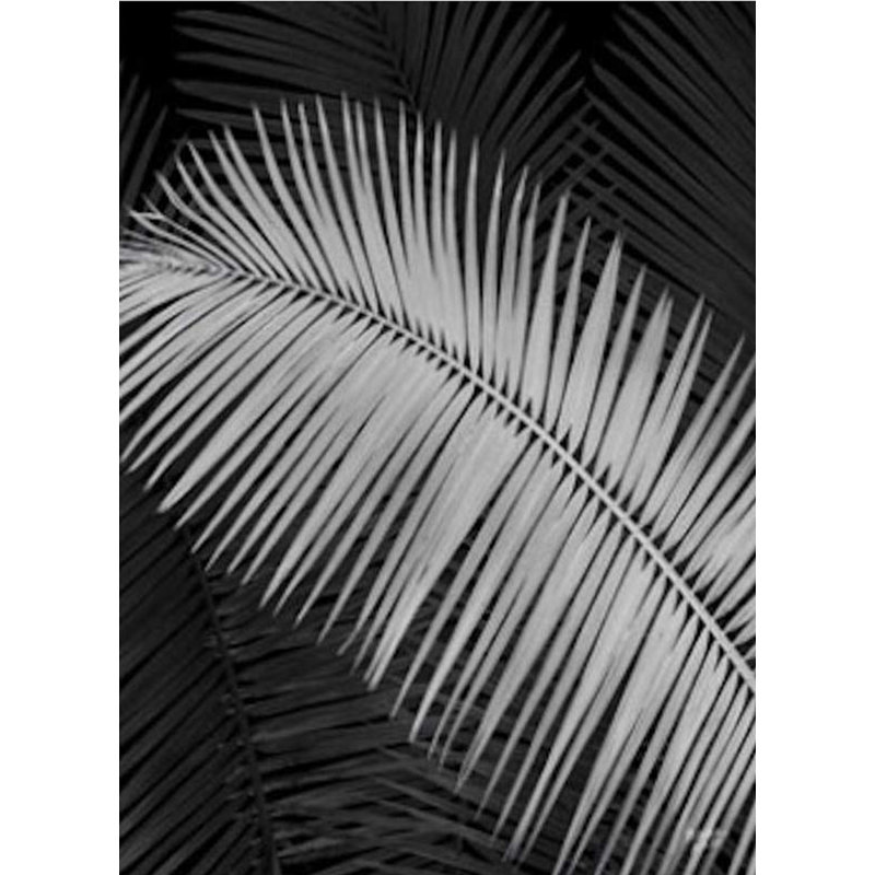 « palm frondes negative » par scott j. menaul, impression sur toile tendue, H 36 po x l 24 po