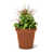 Terracotta is out of stock selected