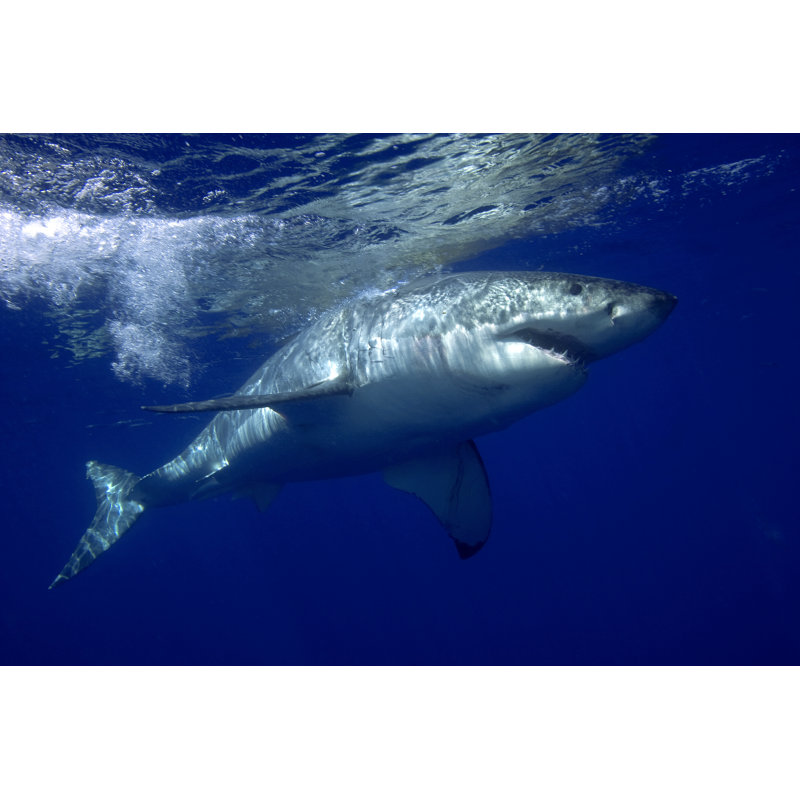 Great white shark, 81cm H x 122cm W x 3.8cm D