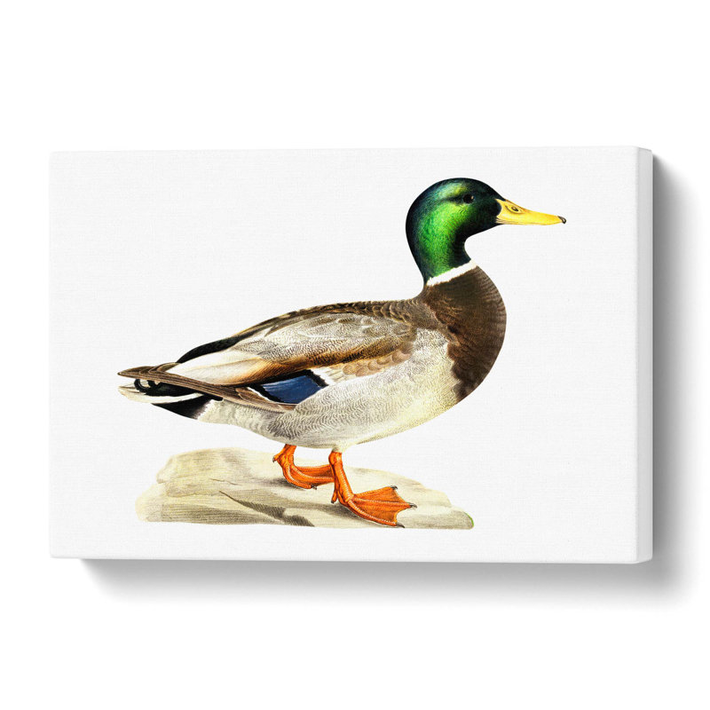 A Mallard Duck - Wrapped Canvas Painting, 35 cm H x 50 cm W