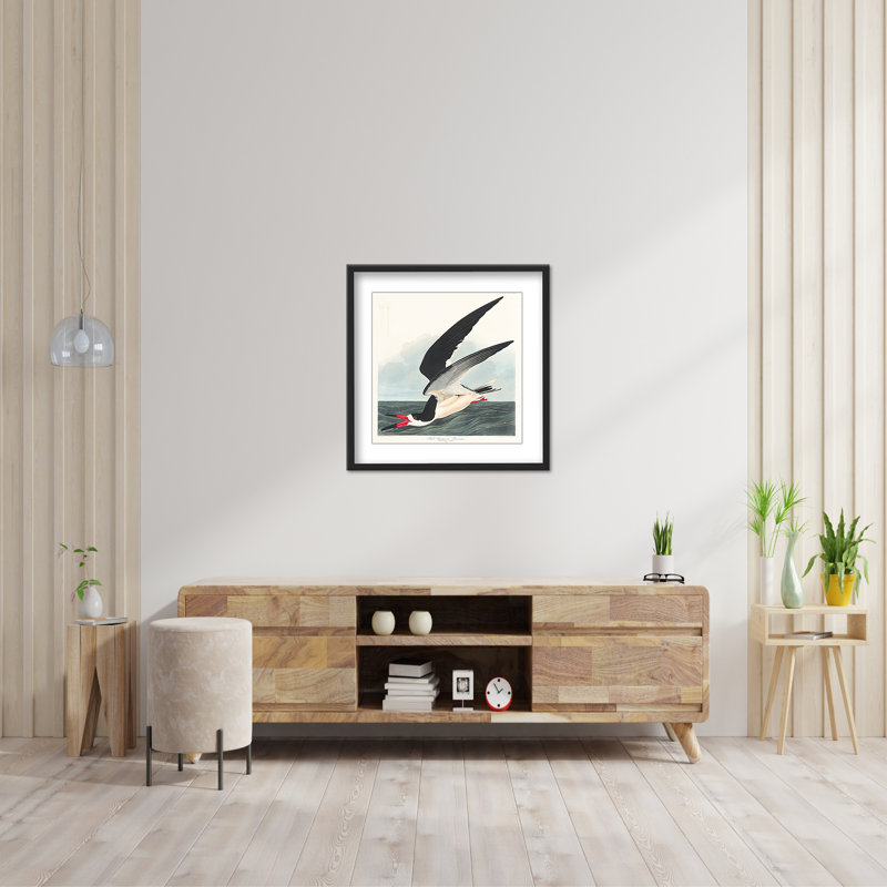 Coastal Retreat Black Skimmer From Birds Of America (1827), 36" H x 36" W