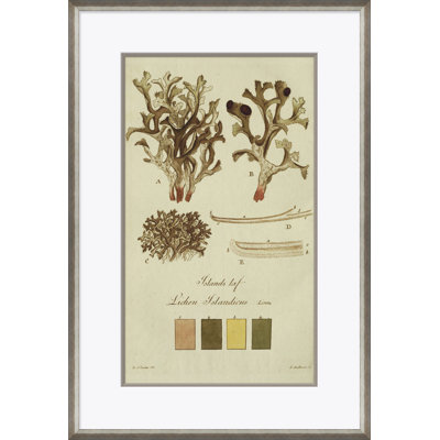 Lichen Studies, John Peter Westring, 1808 Framed by Paul Cezanne