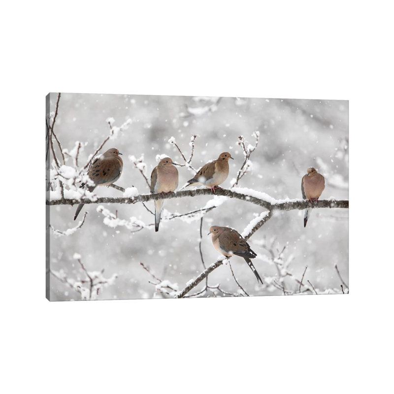 Mourning Dove Group In Winter, Nova Scotia, Canada II by Scott Leslie - Wrapped Canvas Print, 20.32 cm H x 30.48 cm W