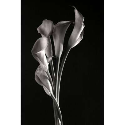 Derly Callas par Suddenlyisee