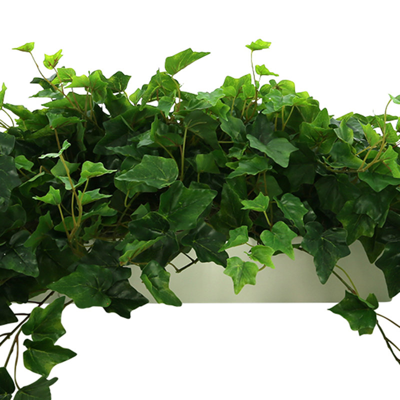 Plante de 14 po