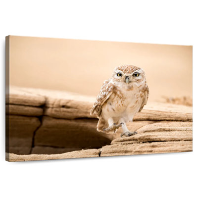 Brampt Desert Owl