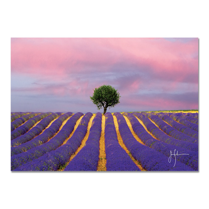 Lavender Field by Jim Zuckerman - No Frame Print on Glass, 65cm H x 95cm W