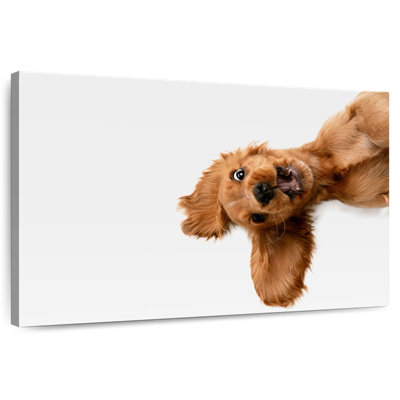 Brampt Happy Cocker Spaniel Puppy