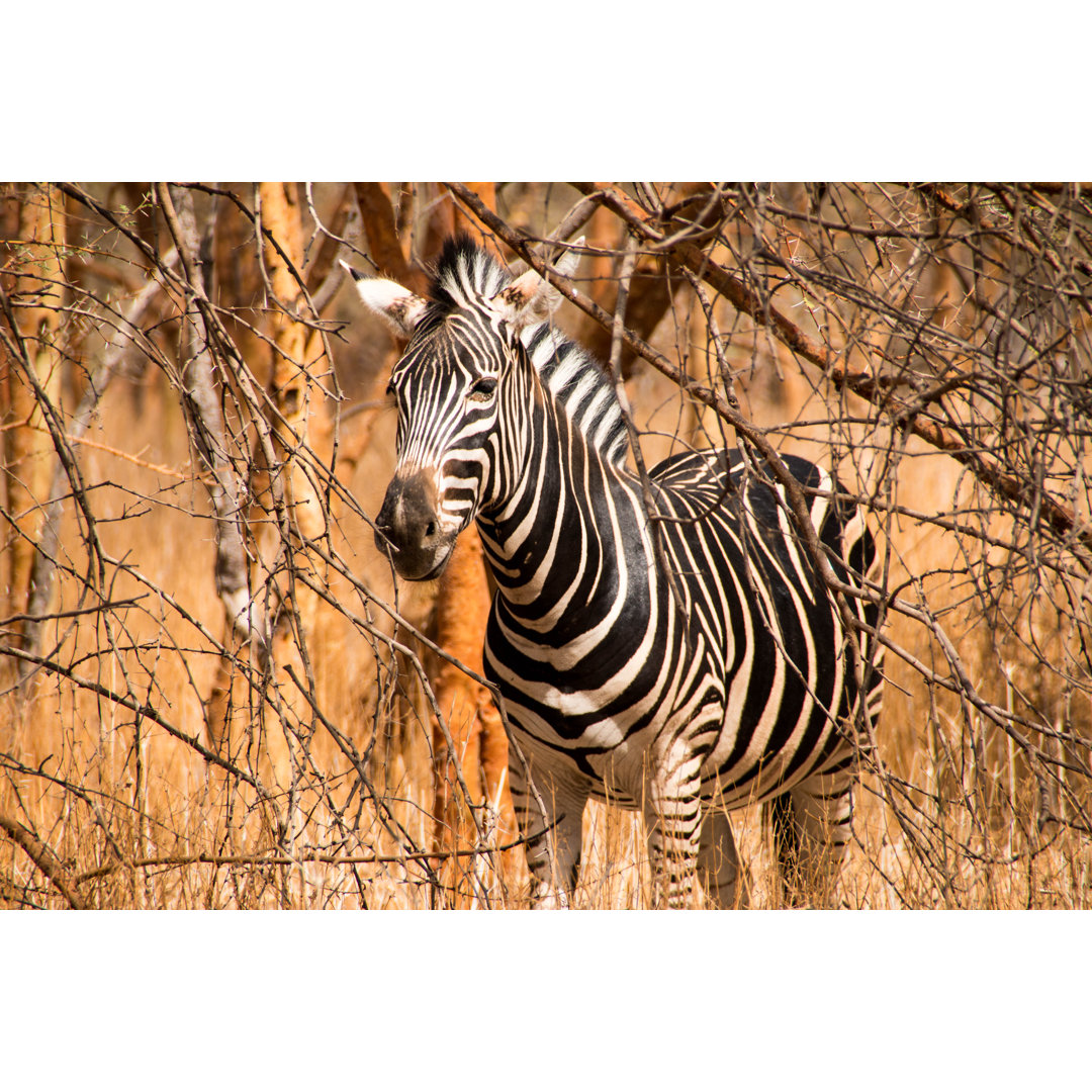 Zebra in Bandia - Kunstdrucke auf Leinwand - Wrapped Canvas