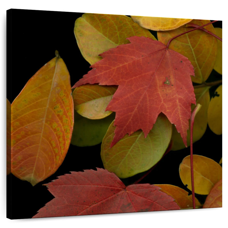 Harnek Vivid Leaves I