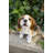 Beagle Puppy Howling