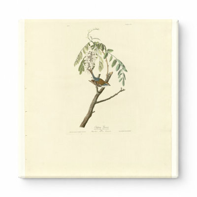 Moineau ébréché (planche 104) - Art mural carré sur toile