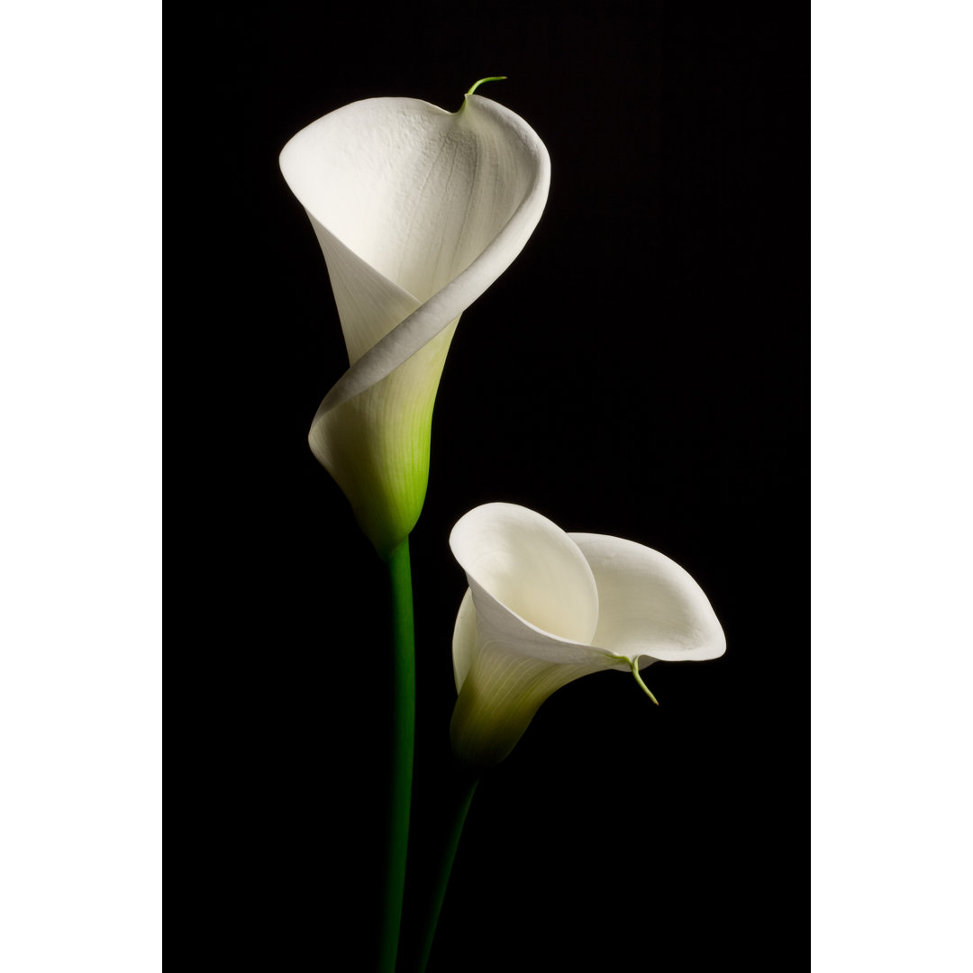 " Couple Of White Calla Lily On A Black Background " Wade Logan® 