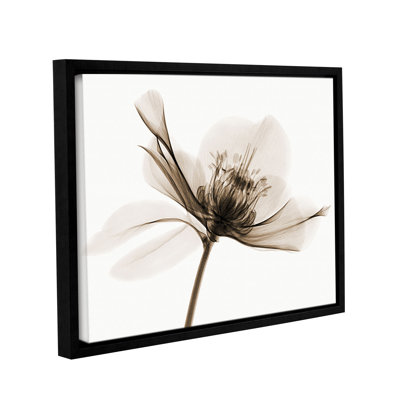 Hellebore ii, impression sur toile tendue encadrée