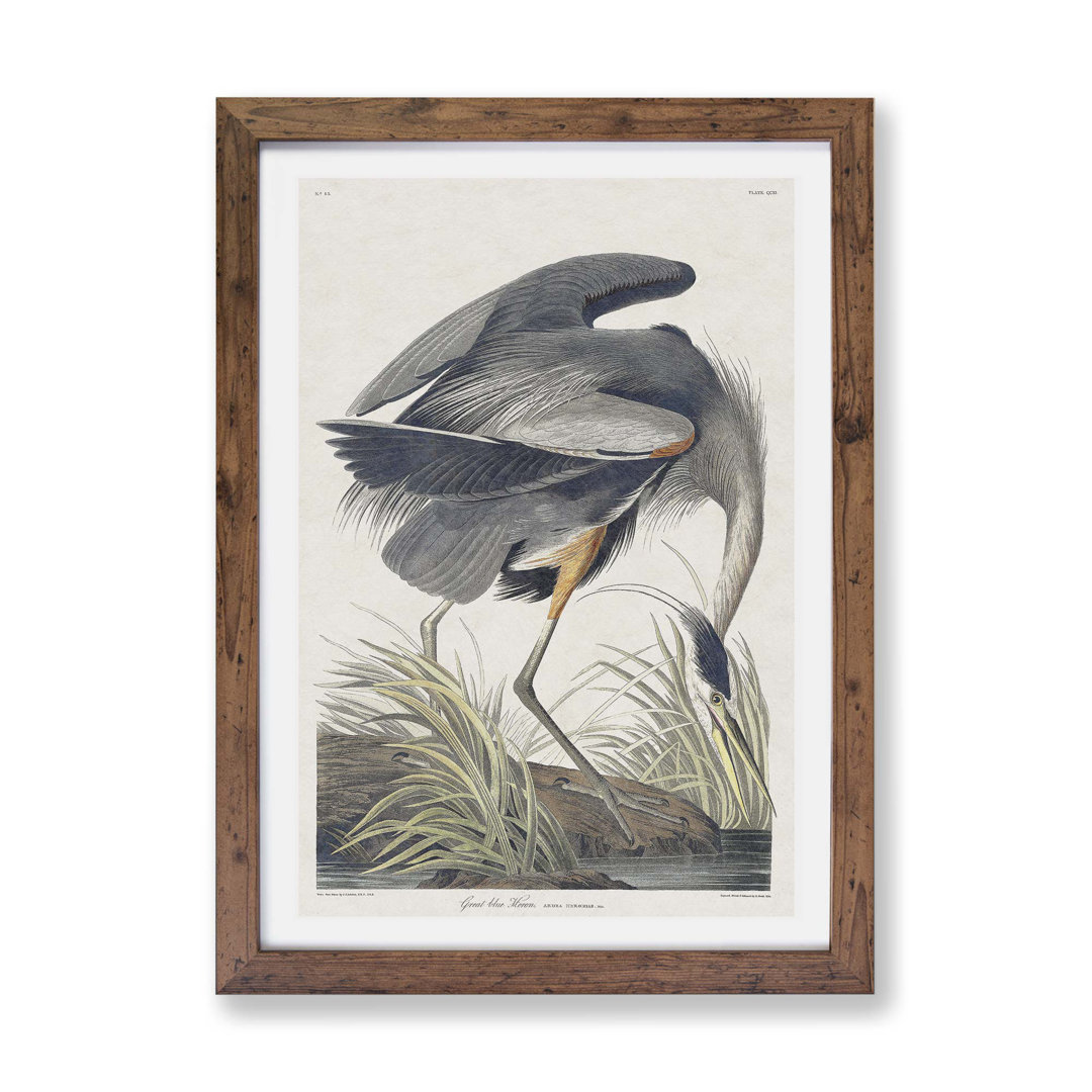 Great Blue Heron by John James Audubon - Framed Print