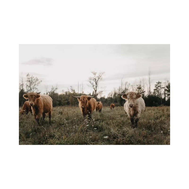 Highland Cows At Sunset by Chelsea Victoria - Wrapped Canvas Print, 20.32 cm H x 30.48 cm W, Wrapped Canvas