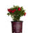 1 Gallon Autumn Bonfire Encore Azalea - Re-Blooming Evergreen Shrub with Red Blooms