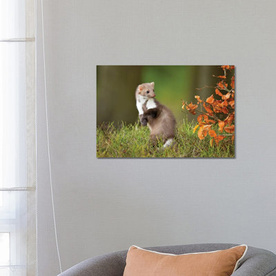 European Pine Marten by Milan Zygmunt - Wrapped Canvas Print
