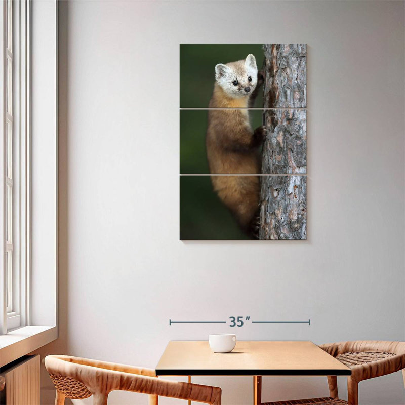 Brampt Wild American Marten