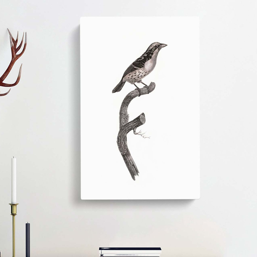 Sparrow Bird by Jacques Barraband - Wrapped Canvas