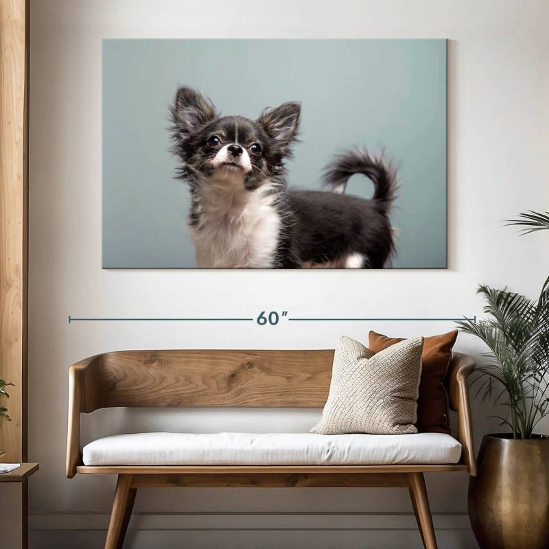 Brampt Long Haired Chihuahua, 34" H x 51" W
