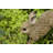 Hare Cub Running Statue