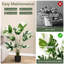 47 plantes