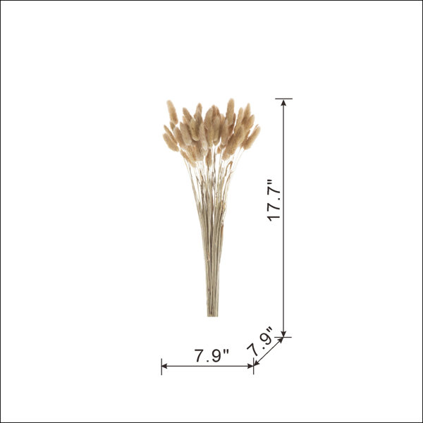 Rama de Pampas de 17,7''