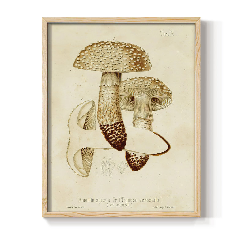 Mushroom Varieties VIII Framed Print - Solid Wood, 15" H x 12" W