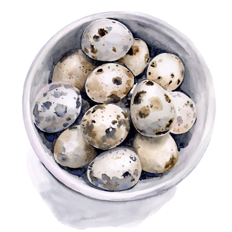 Quail Egg Study II by Jennifer Paxton Parker - Wrapped Canvas Painting, 51cm H x 51cm W