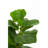 45cm Faux Ficus Tree in Ceramic Pot