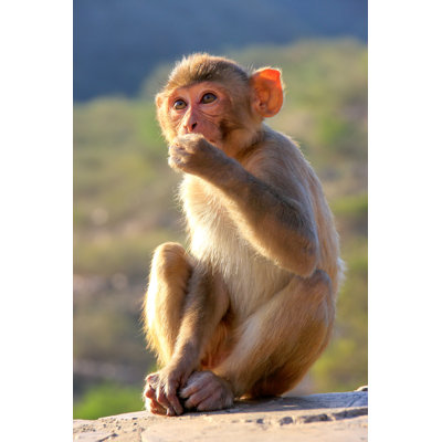 " Rhesus Macaque " by Donyanedomam