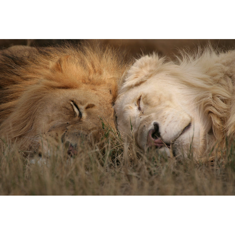Male Lions by Namibelephant - No Frame Art Prints on Canvas, 30cm H x 46cm W